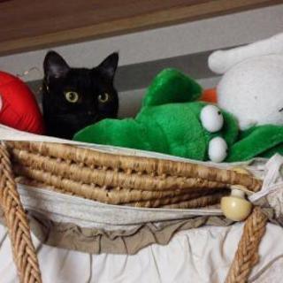★「里親様、決定しました(^^)/」★黒猫の女の子☆くろぽんちゃ...
