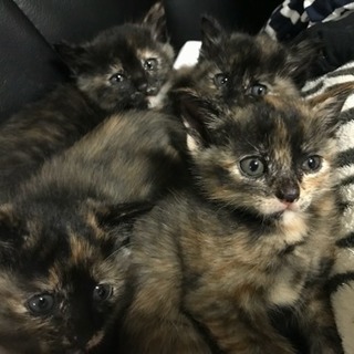 12月30日産まれの子猫(一旦締め切ります)