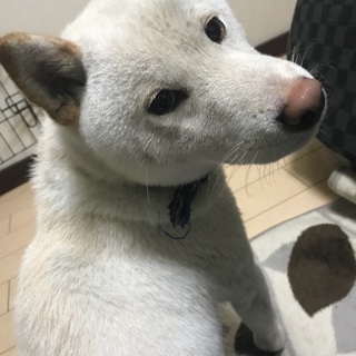 白柴です