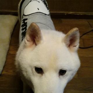 2匹一緒に家族として迎えてくれる方