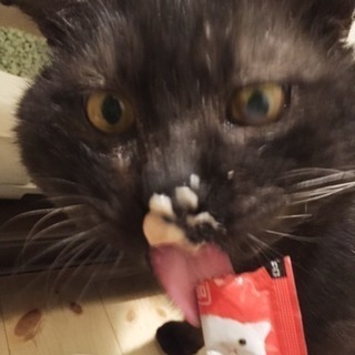 巨猫の熊男