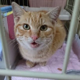子猫の里親募集
