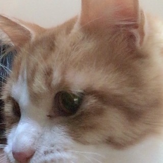 穏やかで人懐っこい男の子
