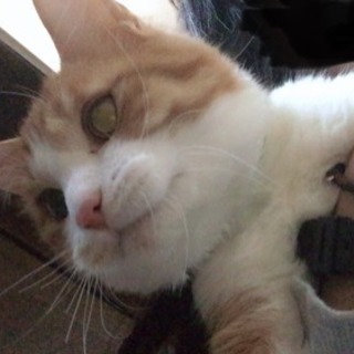 穏やかで人懐っこい男の子 - 猫