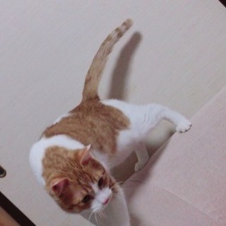 穏やかで人懐っこい男の子 - 里親募集