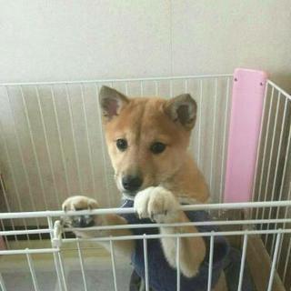 里親募集中 柴犬の雑種です