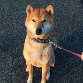 里親さん募集です。