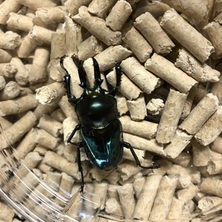 佐賀県 虫友