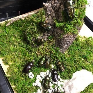 佐賀県 虫友 - 伊万里市