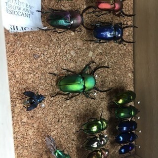 佐賀県 虫友 − 佐賀県