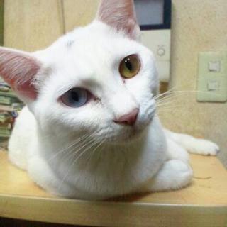 ☆オッドアイの男の子「ピースくん」里親様募集☆