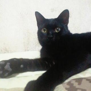 黒猫の男の子「くろたん」里親様募集