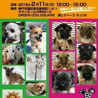 GREEN DOG SUQARE譲渡会