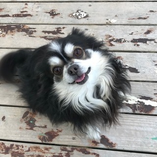 急募！チワワ×ポメラニアンMIX犬里親募集の画像