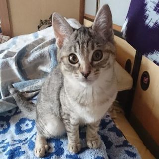 里親さん決まりました。ありがとうがざいますm(__)m2