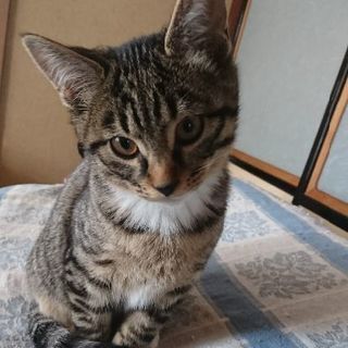 里親さん見つかりました｡ありがとうございますm(__)m