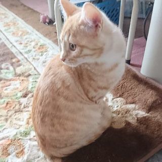 里親さん見つかりました｡ありがとうございますm(__)m     