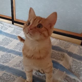 里親さん決まりました｡ありがとうございますm(__)m