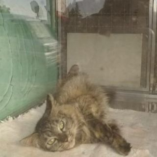 メス２～３才