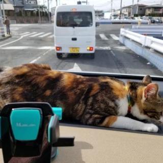 片目ですがとても人懐こい三毛猫(メス）　推定1歳 - 猫