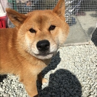 家族を探してます！