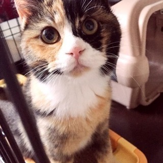 モコモコな三毛猫♀