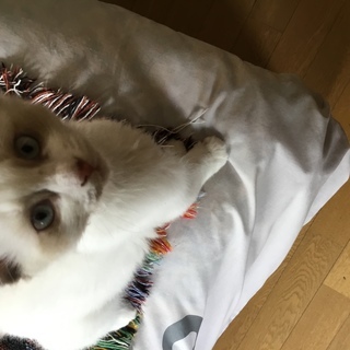 風の中を駆ける子猫