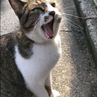 迷い猫探してますm(_ _)m