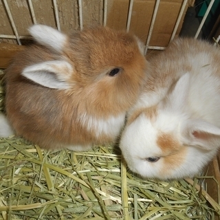 うさぎちゃん、生後約１ヶ月です