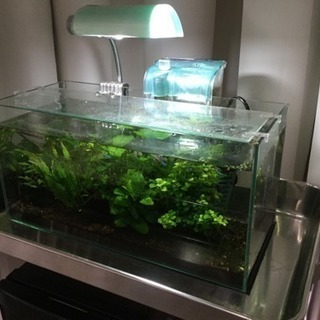 水槽セット 熱帯魚 水草 溶岩石 流木の画像