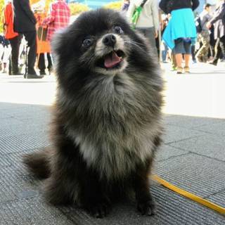 犬友、わんこ友達( ´ ▽ ` )募集中です