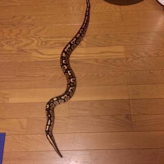ヘビ（ボールパイソン）を譲ります
