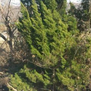 大きくなった木の処分して