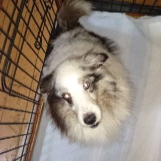 大事にしてくれる里親募集なんです。