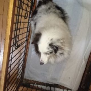 大事にしてくれる里親募集なんです。 - 犬