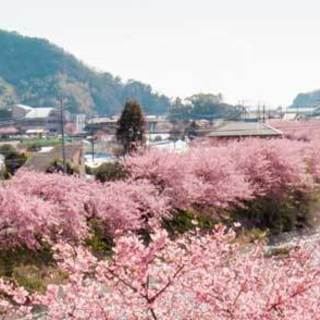 河津桜を見に行こう！ - 友達