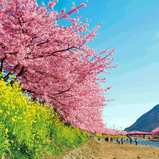 河津桜を見に行こう！ - メンバー募集