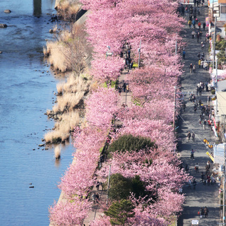 河津桜を見に行こう！ - 荒川区