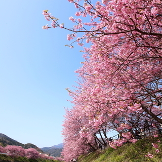 河津桜を見に行こう！ − 東京都