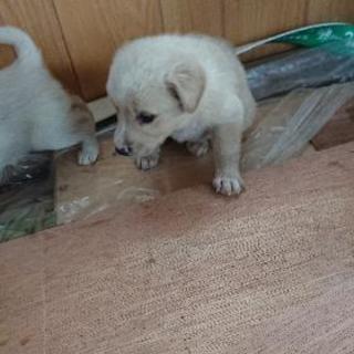 野良犬の子犬 - 中頭郡