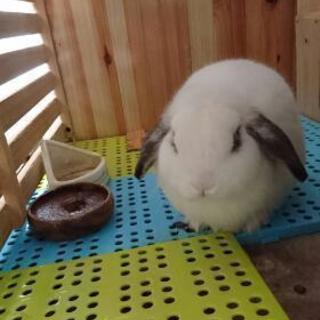 ウサギ  ロップイヤーです。