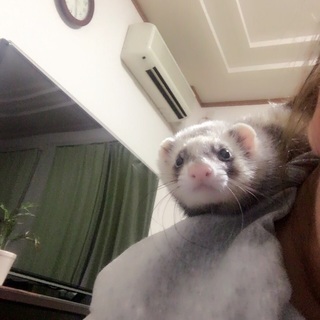 カナディアンフェレット モカちゃん