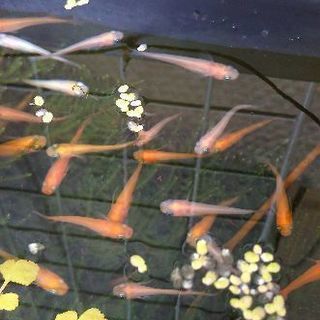 MIXメダカ(楊貴妃＆白＆幹之)