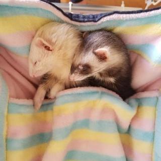 爬虫類小動物好きな方