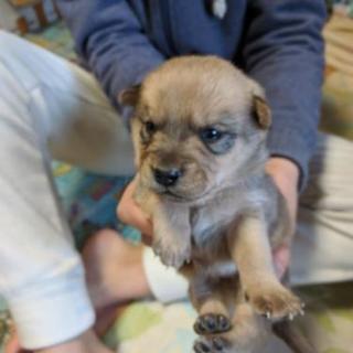 子犬、差し上げます。