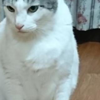 緊急！喋る猫ちゃんもらってください