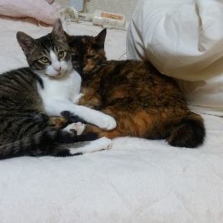元気な子猫です
