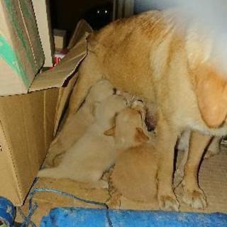 野良犬の子犬 - 犬