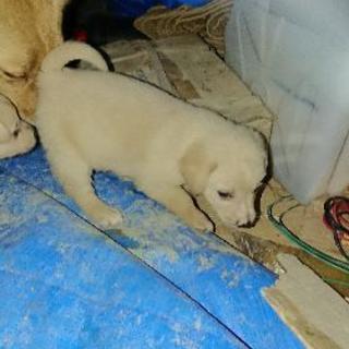 野良犬の子犬 − 沖縄県