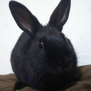ウサギの里親様決定いたしました！お問い合わせありがとうございました！